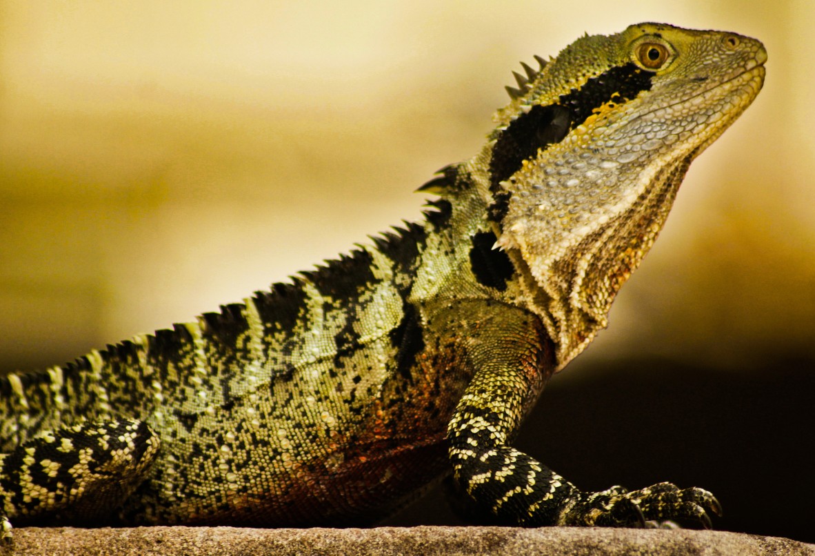 Getting to know the local wildlife Water Dragons in and around State